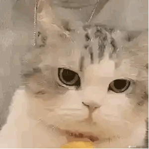 3C0E61C0-467E-4D78-B1C7-397B716F025E.gif